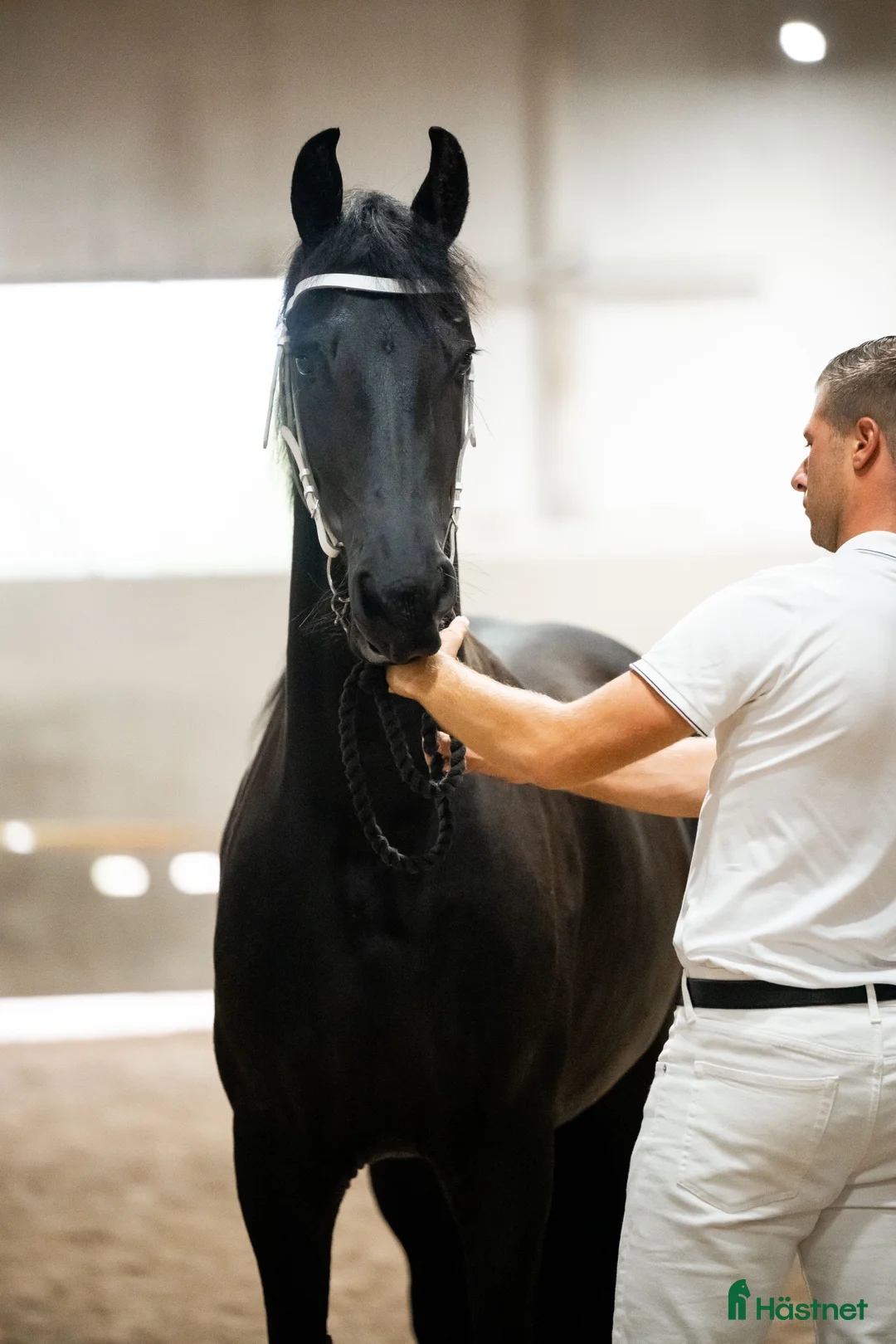 Avelshästar hästar till salu: Vackra Vienna af Aftonmora  - Annons 2