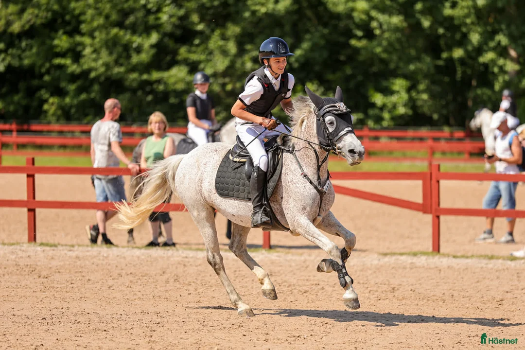 Hoppning hästar till salu: Säljes förmånligt pga ryttarbrist - Annons 2