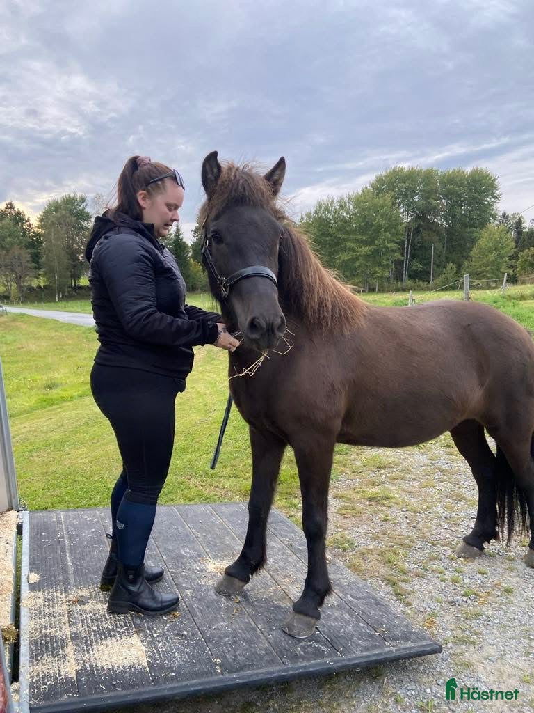  hästar 🌸 Alin – charmigt islandsto söker sitt nya hem - Annons 13