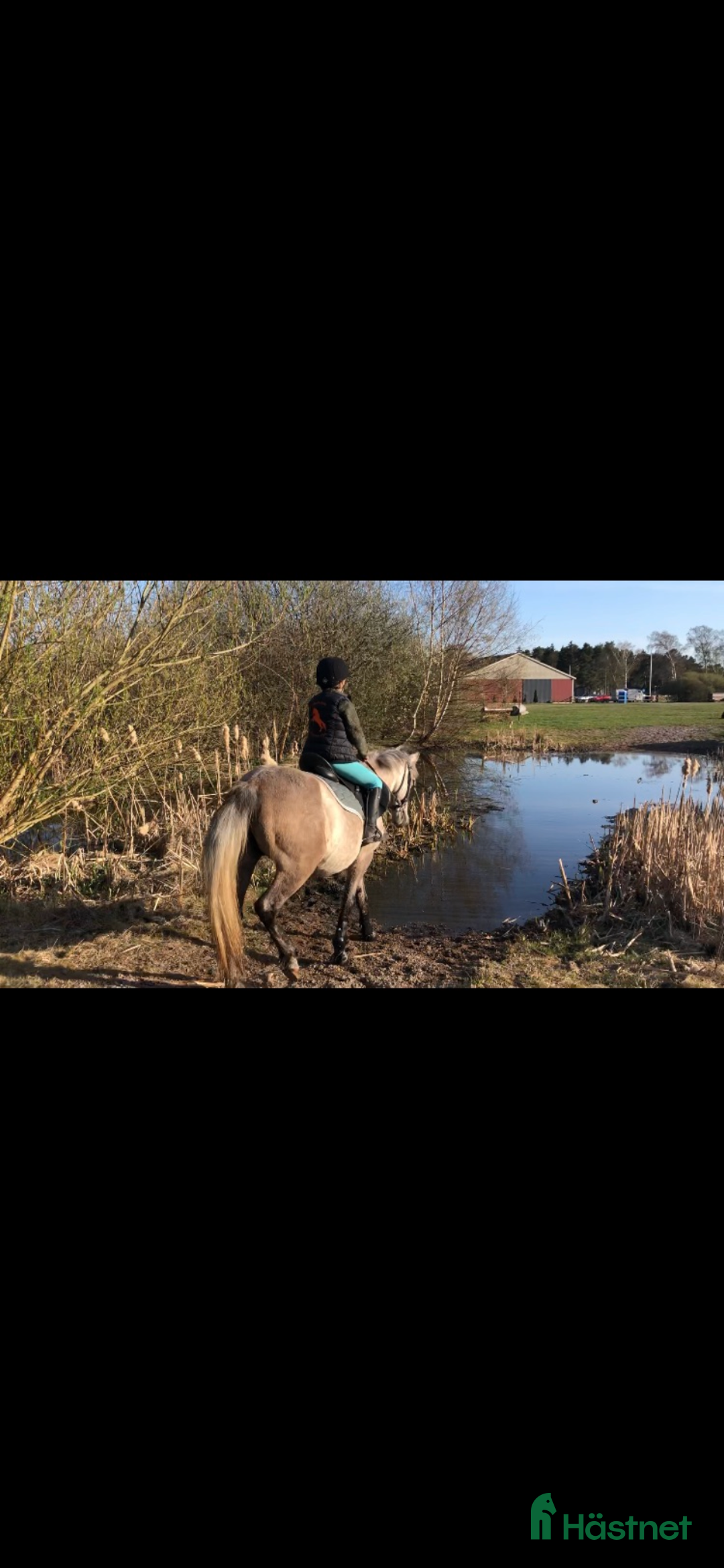 Allround hästar till salu: Fin B-ponny / tävlings ponny i Kävlinge - Annons 7