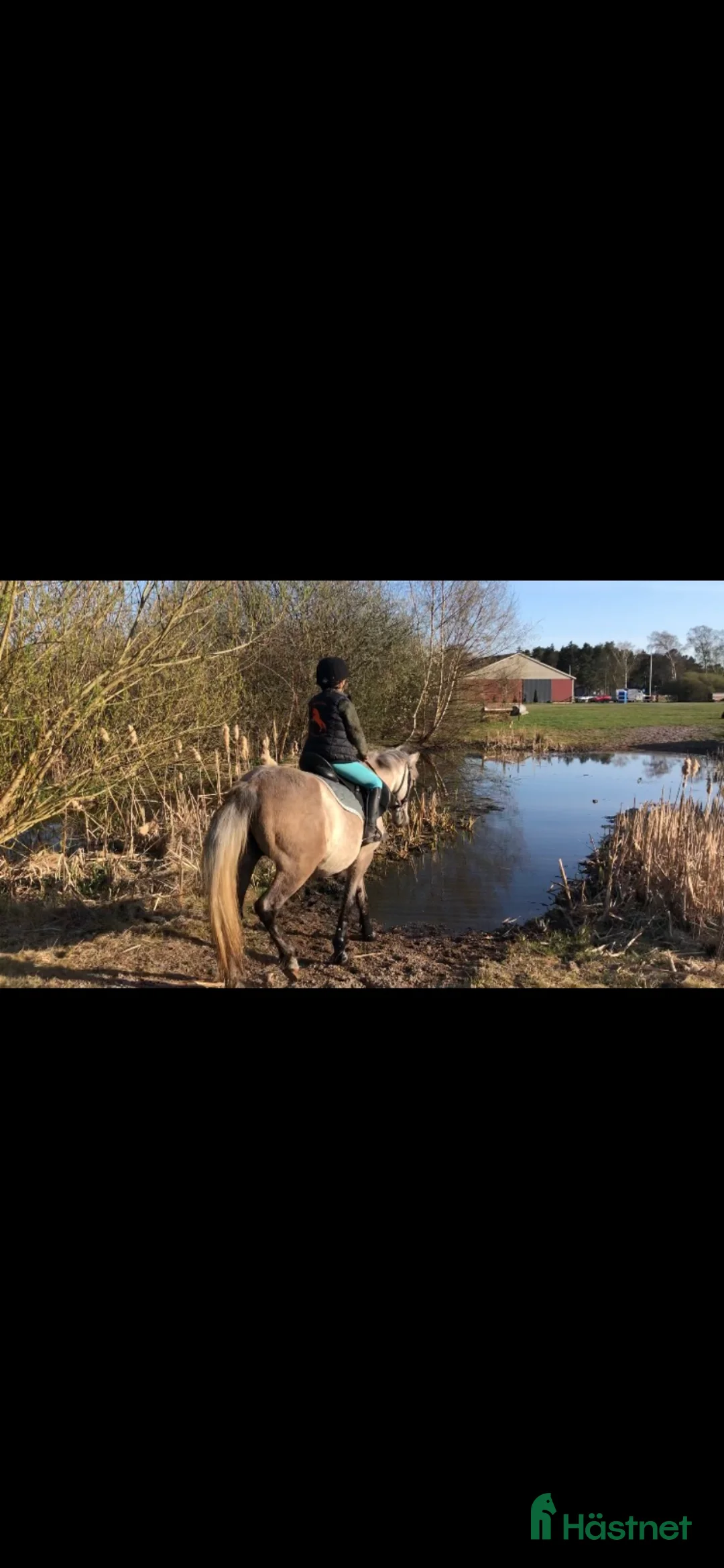 Allround hästar till salu: Fin B-ponny / tävlings ponny - Annons 7