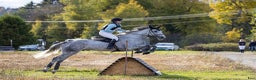 Fälttävlan hästar till salu: 7 y/o eventing horse for the future. i Jessheim - Annons 6
