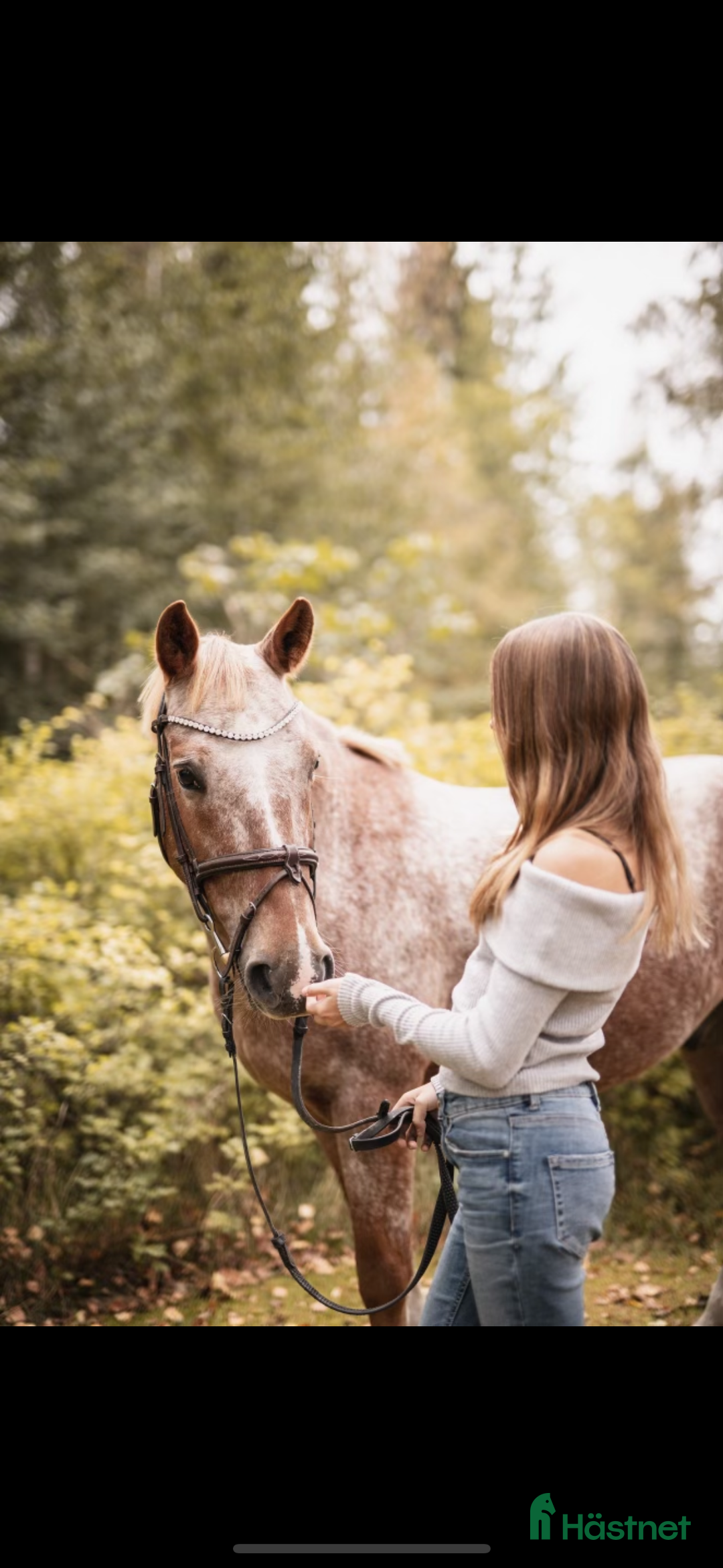 Hoppning hästar till salu: Snäll och mysig ponny med power  i Åmål - Annons 2
