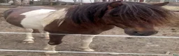 Allround hästar till salu: 5 Paso Fino ston/hingstar, en, fler el. foder - Annons 24