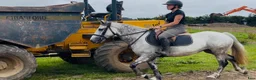 Allround hästar till salu: Irish riding ponies  - Annons 11