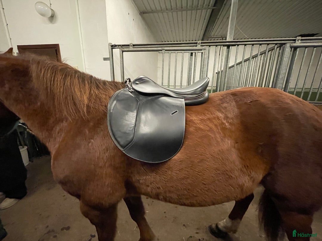 Sadlar hästutrustning till salu: Smart By Lippo Hoppsadel i Kalmar - Annons 6