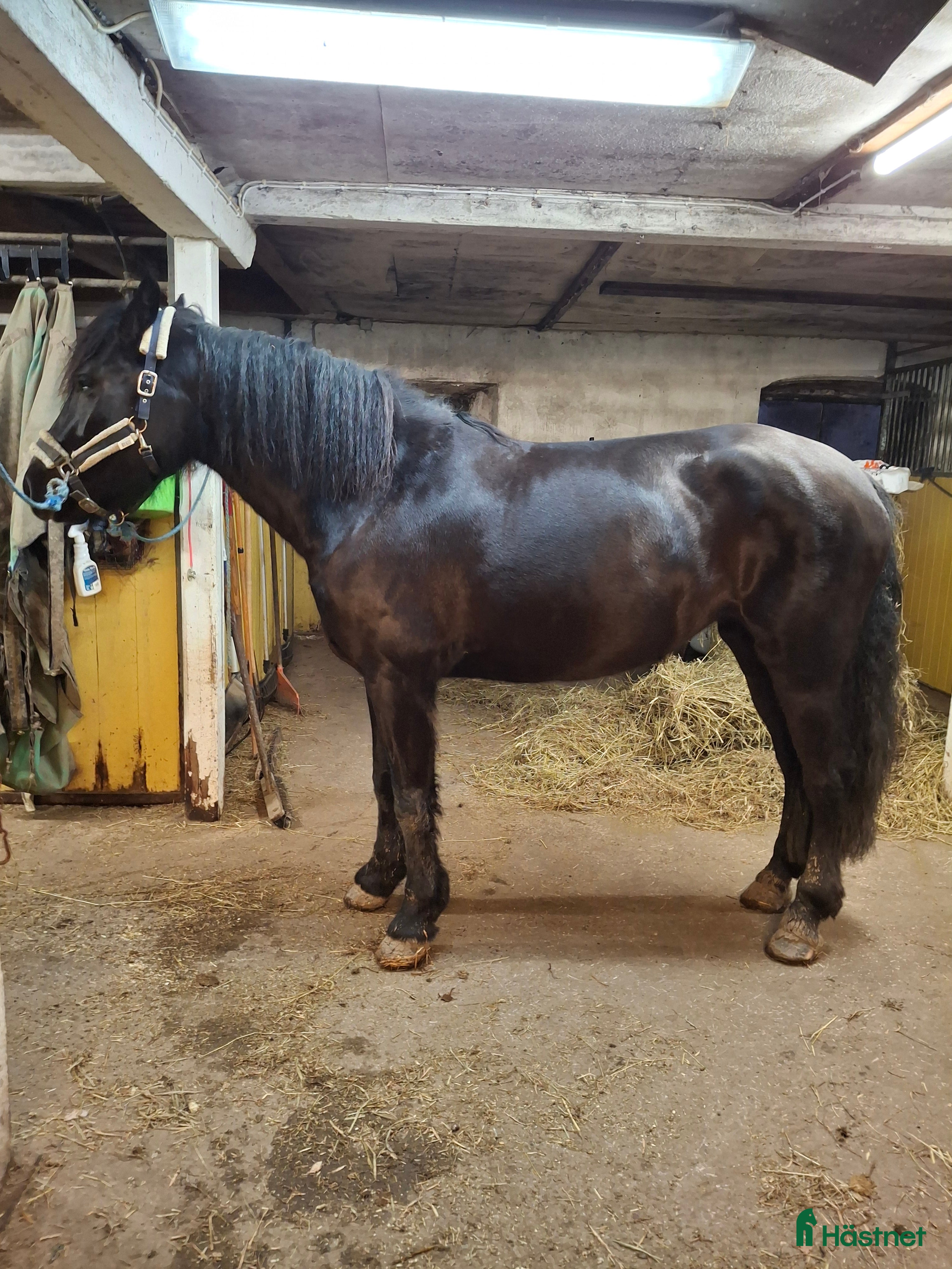  hästar Kallblodssto i Sala - Annons 15