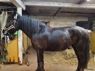 hästar Kallblodssto i Sala - Annons 21