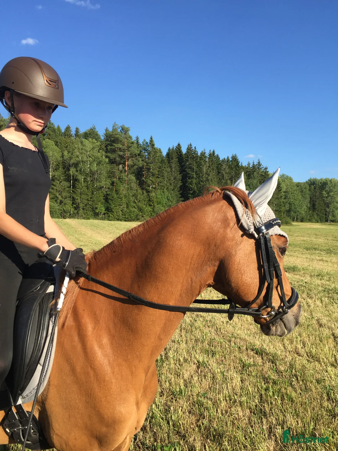 Dressyr hästar till salu: Sveriges absolut vackraste ponnyprins! i Grums - Annons 5