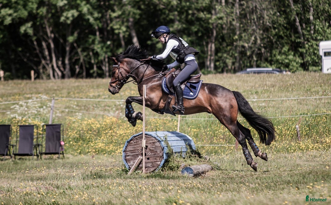Fälttävlan hästar till salu: SM-placerad, meriterad Fälttävlansponny i Örsundsbro - Annons 4