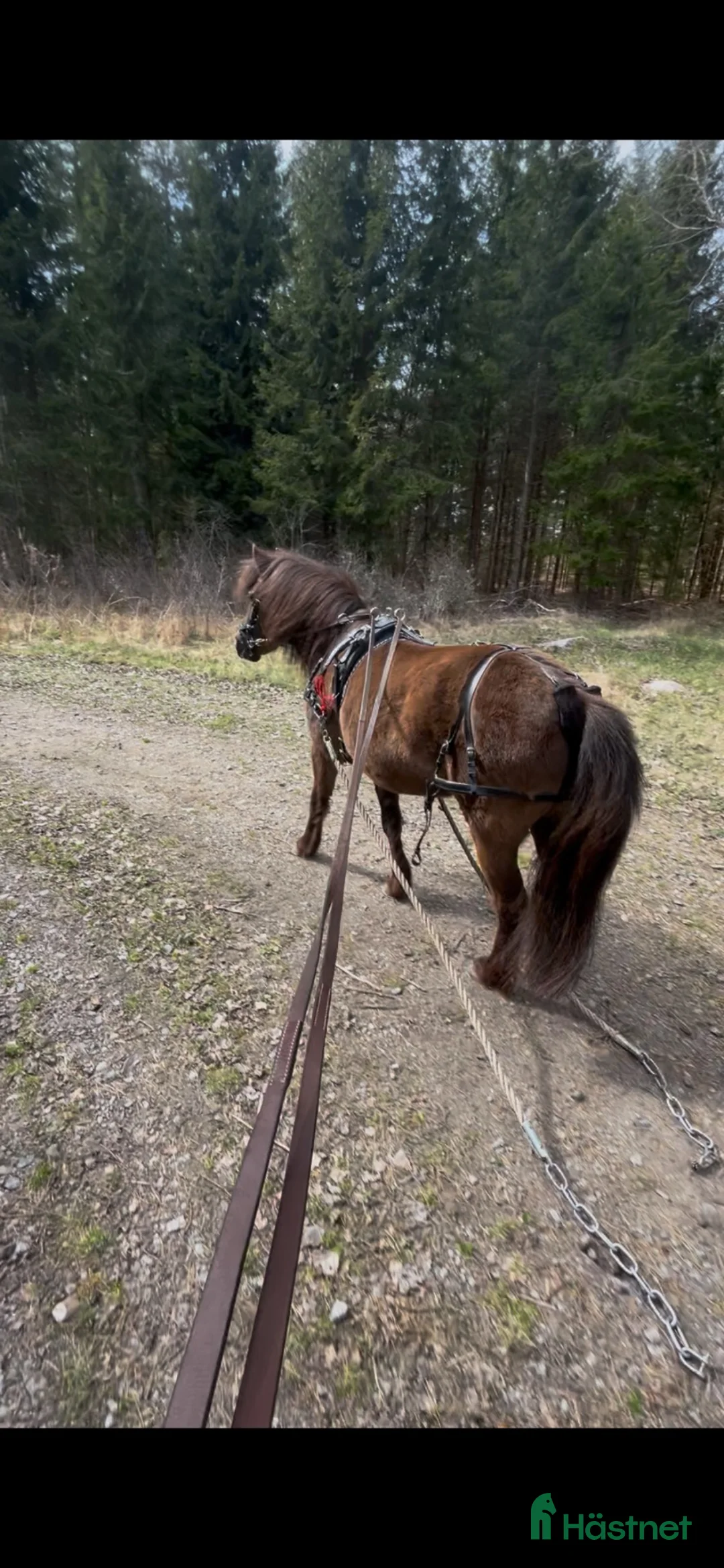 Allround hästar till salu: Snäll ponny - Annons 2