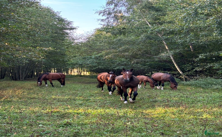  medryttarhäst finnes i Tungelsta - Annons 17