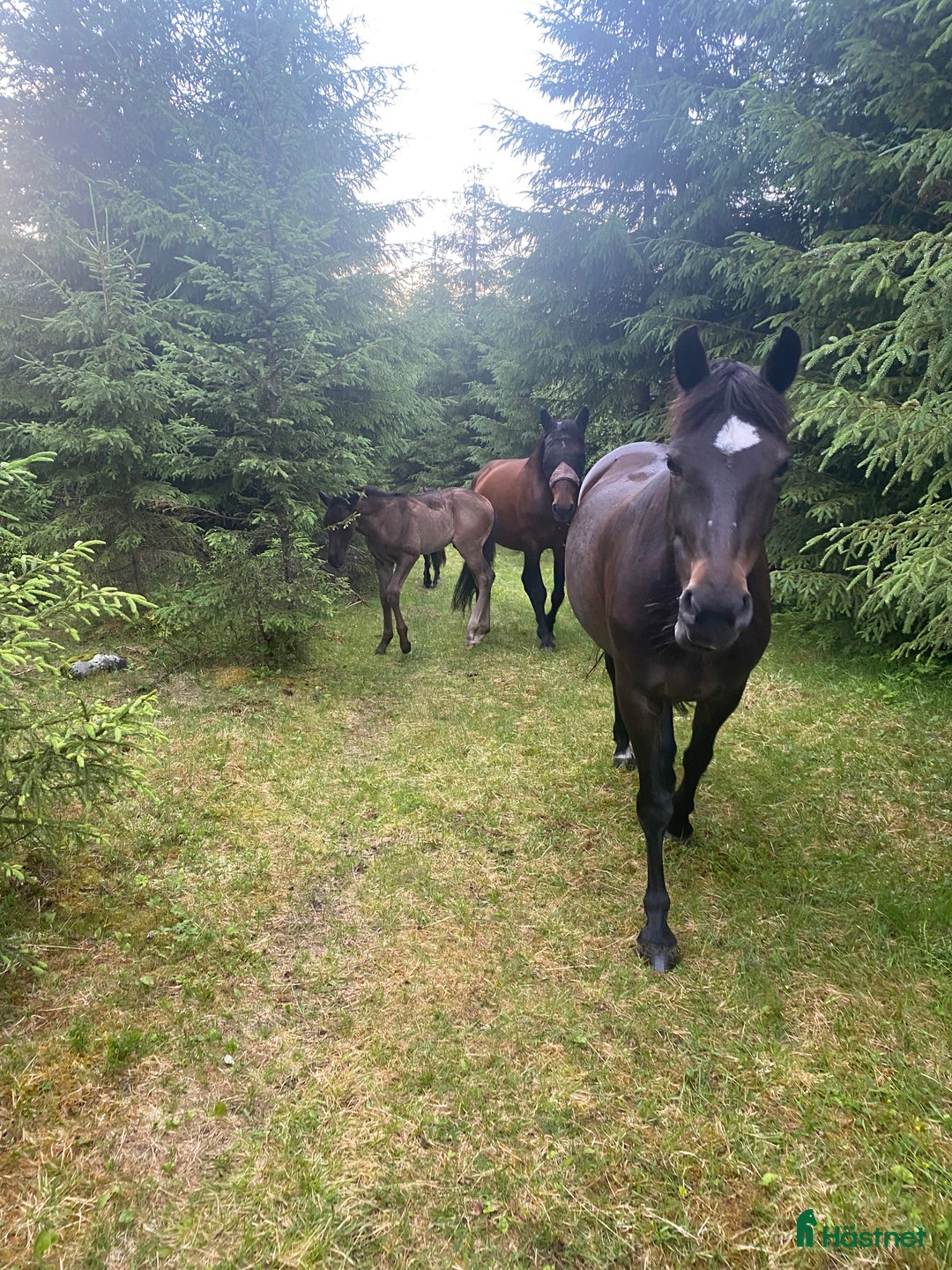 Allround hästar till salu: Underbart New Forest sto  i Biristrand - Annons 4