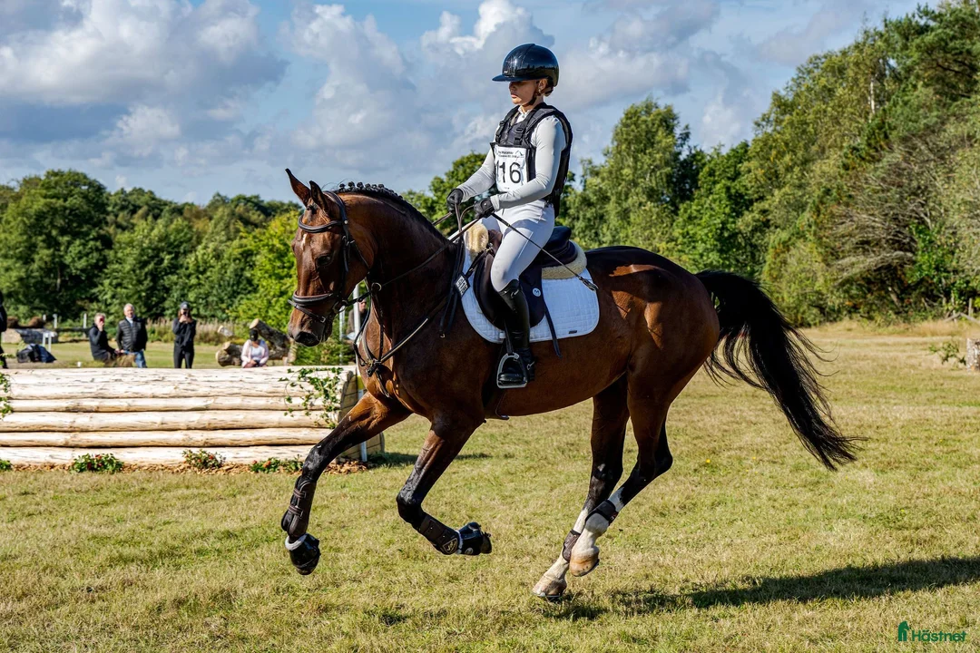 Hoppning hästar till salu: Framtidens sporthäst, vilken gren du än väljer! 🌟 - Annons 2