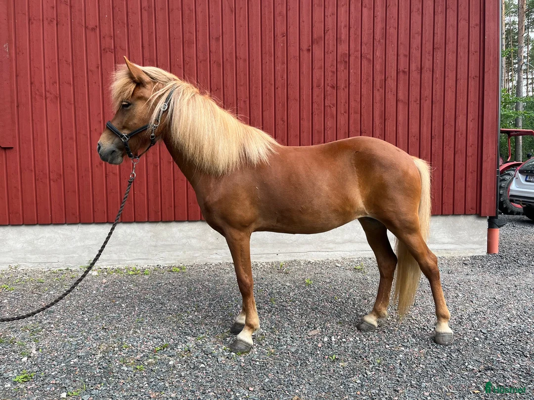 Island hästar till salu: Fluga från Vild i Östhammar - Annons 2