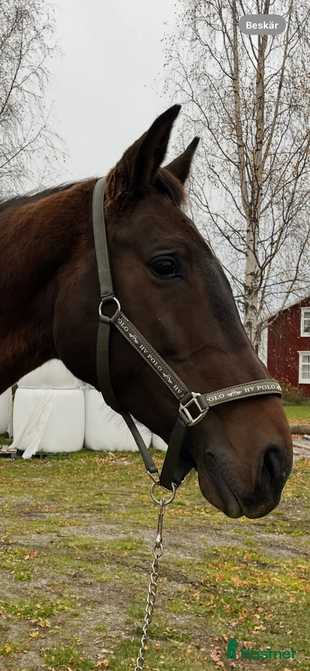 Dressyr hästar till salu: Jättefint dressyrsto säljes i Rosvik - Annons 3