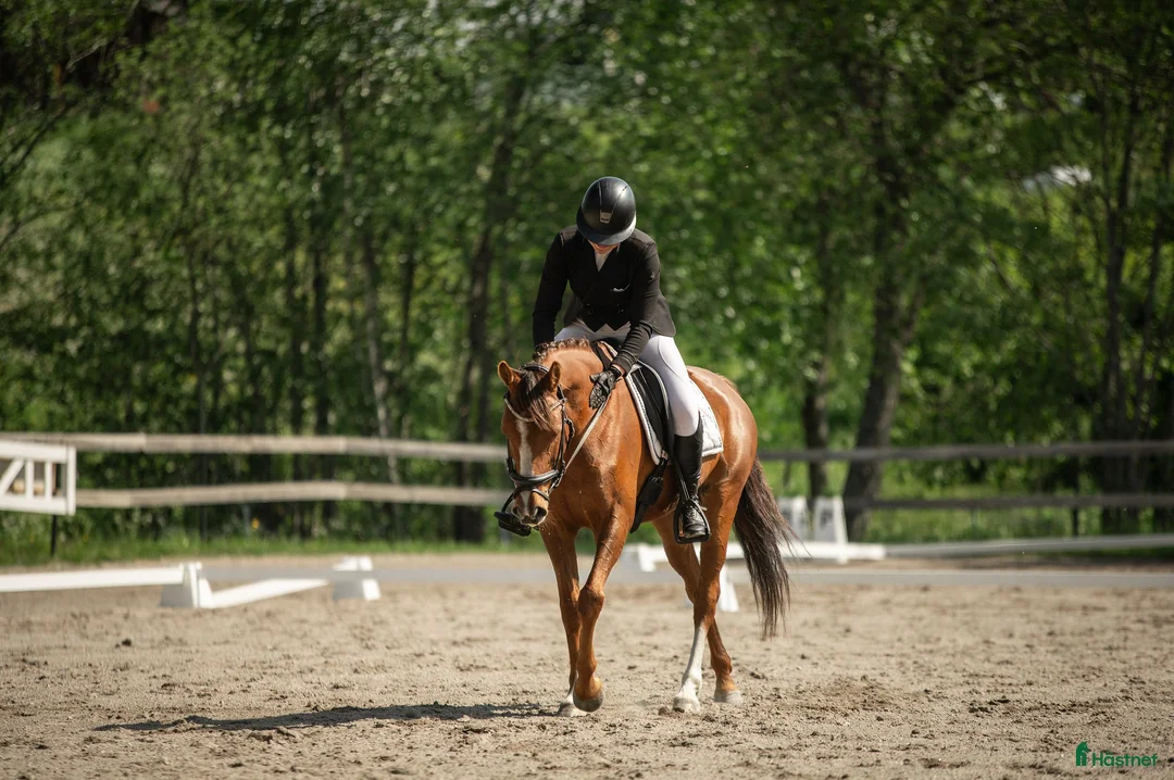 Allround hästar till salu: Världens charmigaste allround häst till salu❤️ - Annons 1