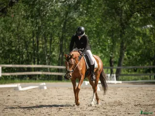 hästar Världens charmigaste allround häst till salu❤️ - Annons 1