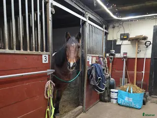 stallplats Stallplats i Jönköping - Annons 20