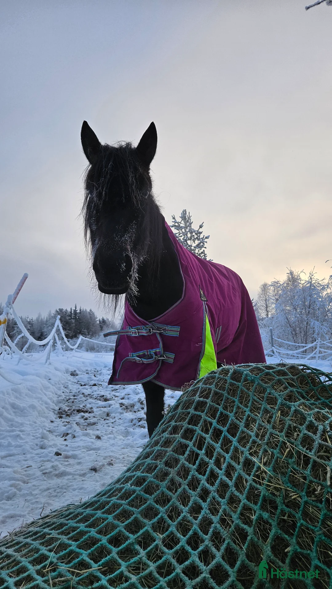 Allround hästar till salu: Mysig skogsmulle - Annons 2