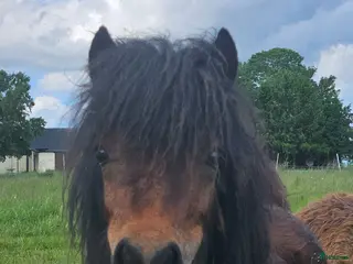 hästar Mjukt ungsto. - Annons 1