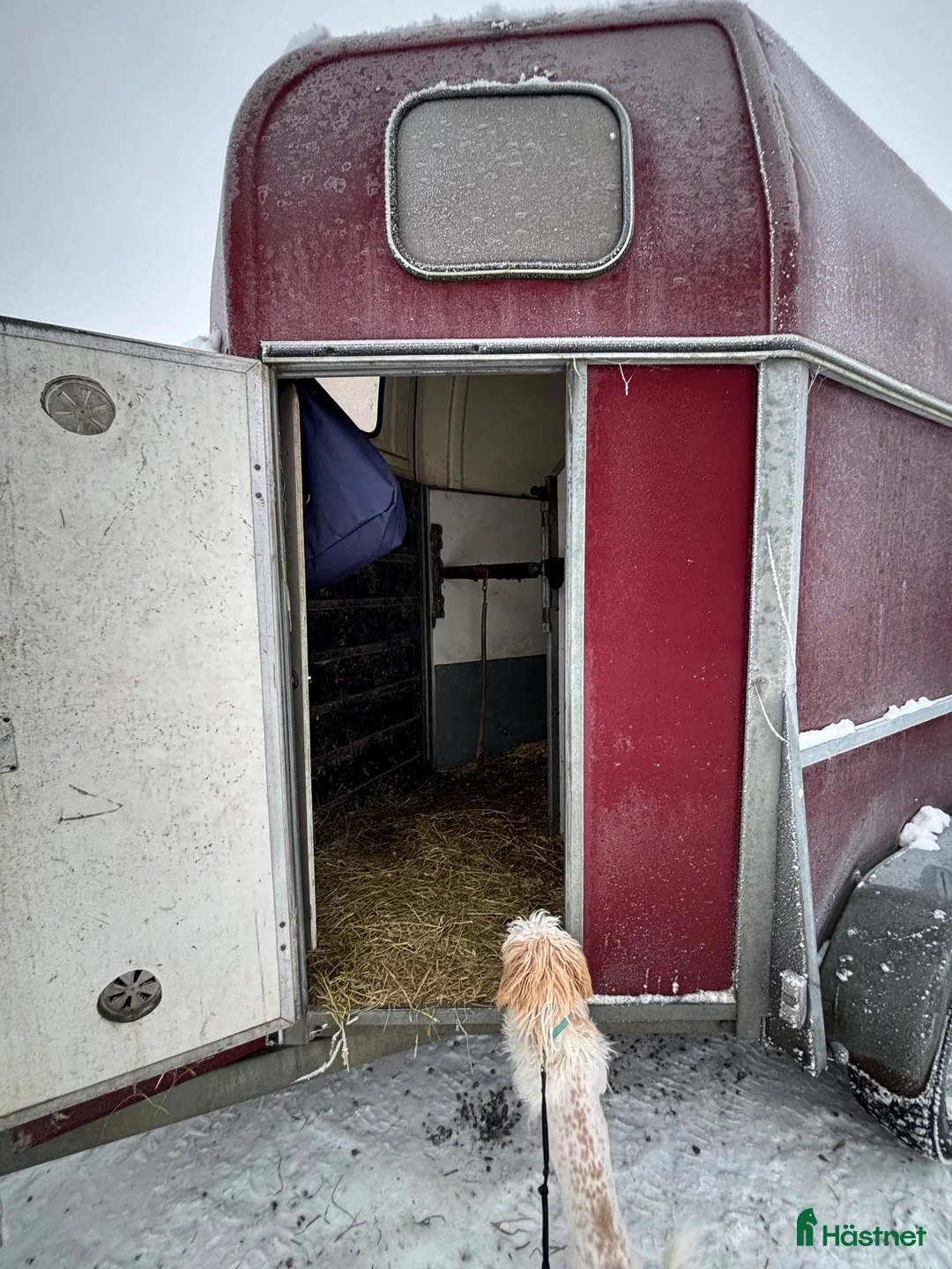 Hästtransporter  fordon & transport till salu: Fin hästtransport  - Annons 2