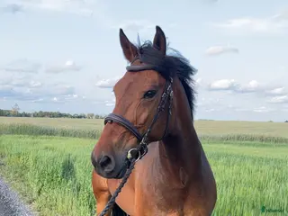 medryttarhäst finnes: Medryttare sökes - Annons 9