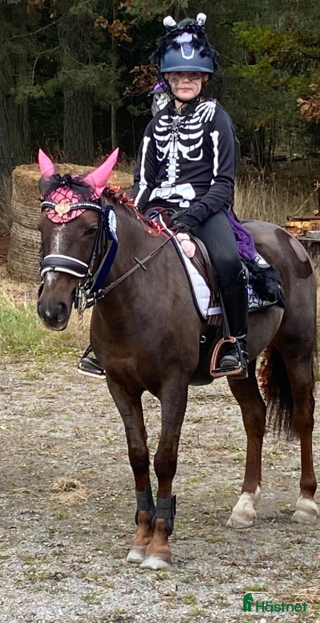 Hoppning hästar till salu: Fantastisk Läromästare  i Sävsjö - Annons 12