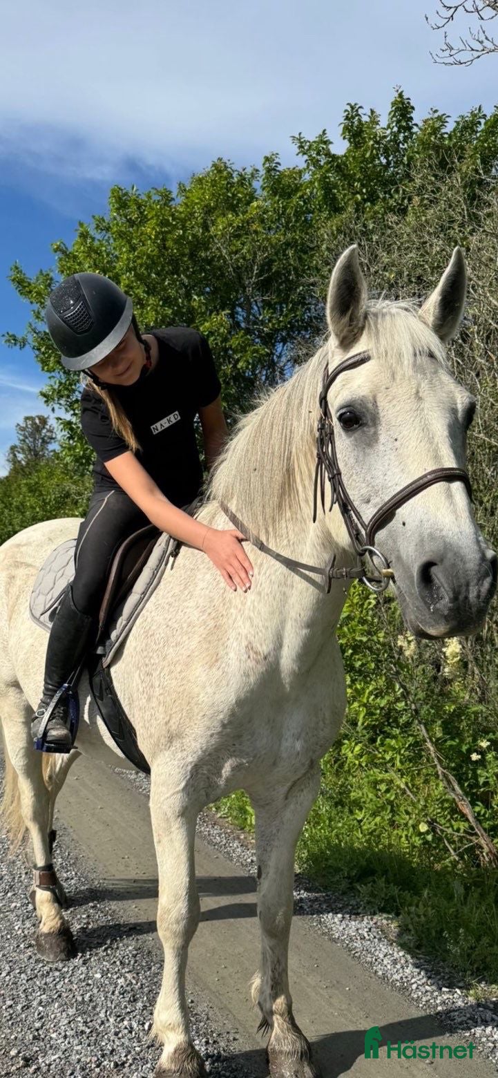  hästar Vår fina läromästare söker nytt hem! i Knivsta - Annons 3