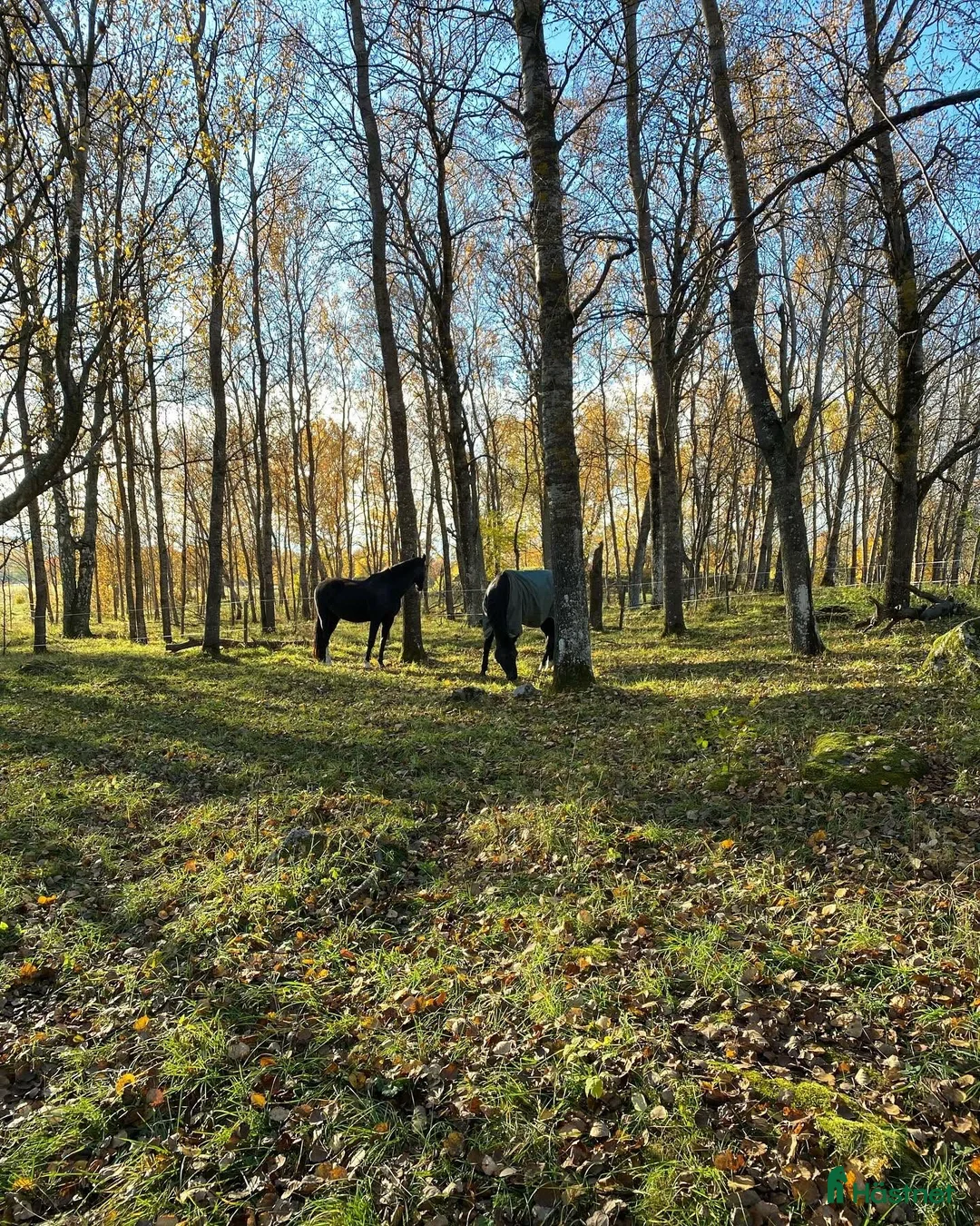  stallplats finnes: HELT STALL uthyres omgående i Märsta.   - Annons 12