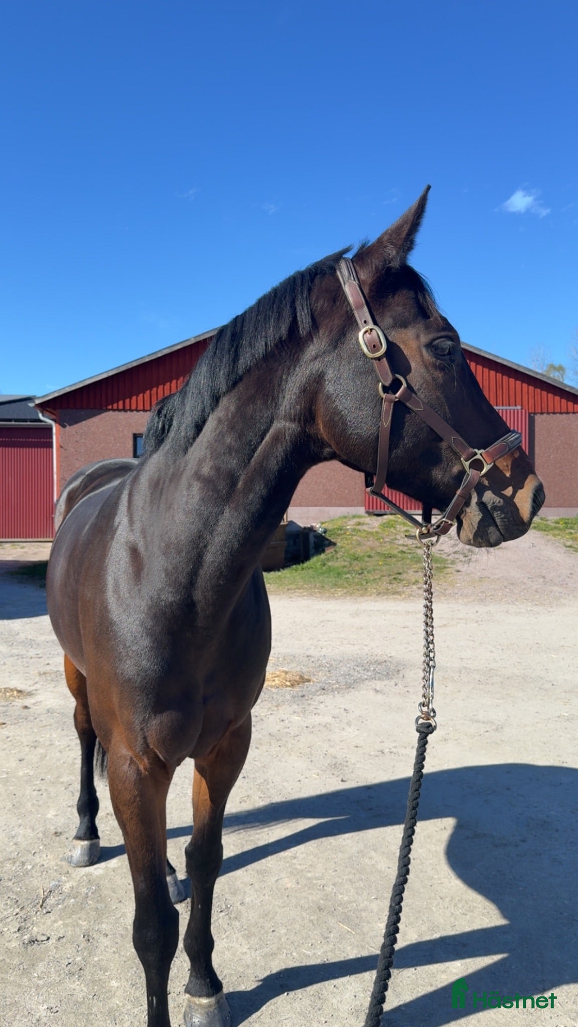  hästar Trevligt sto för rätt människa - Annons 2