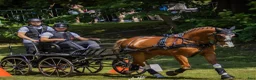 Allround hästar till salu: Top coloured dressage & driving Champion - Annons 16
