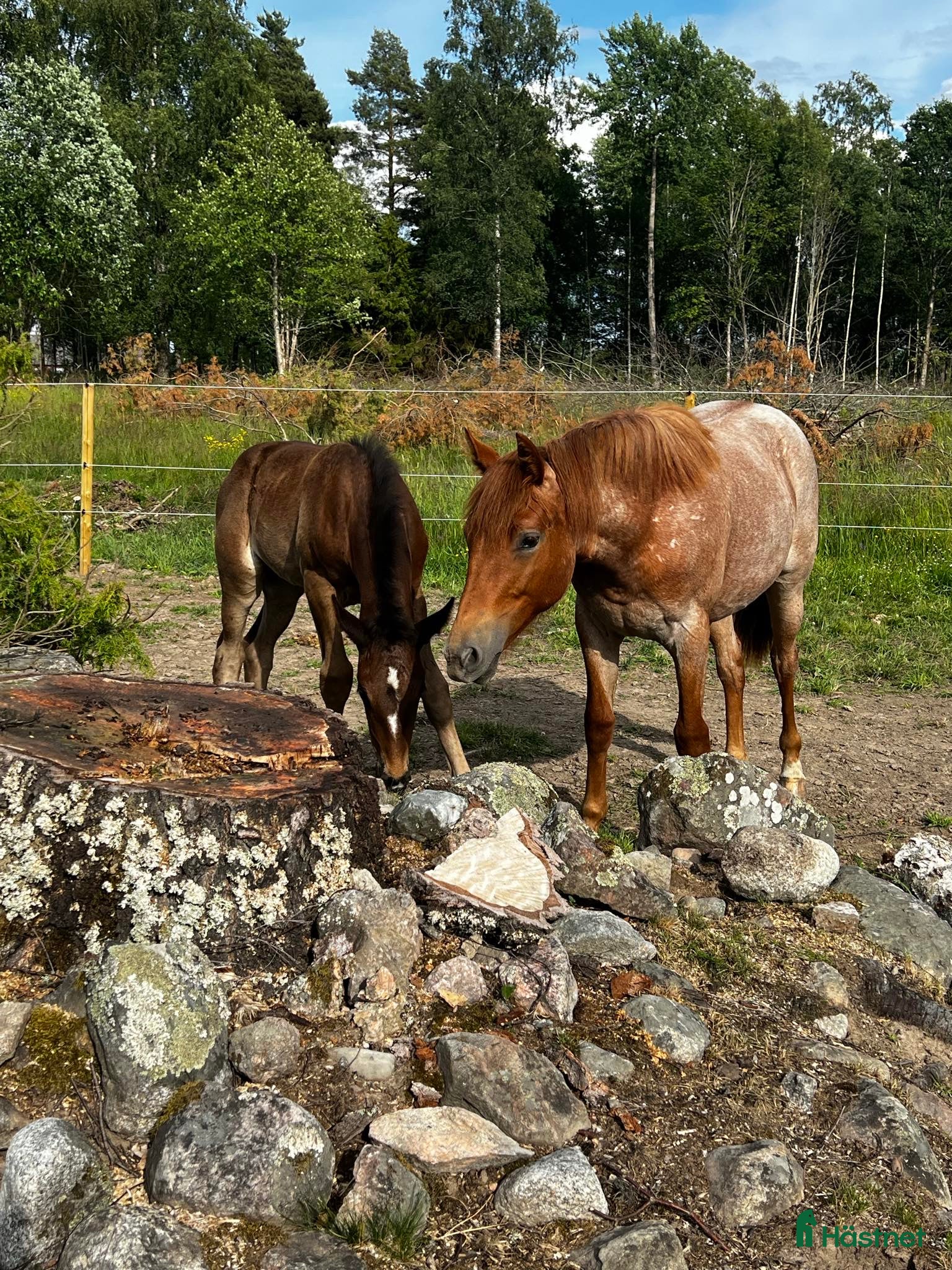  hästar Sökes ponnysto/ston till avel - Annons 6
