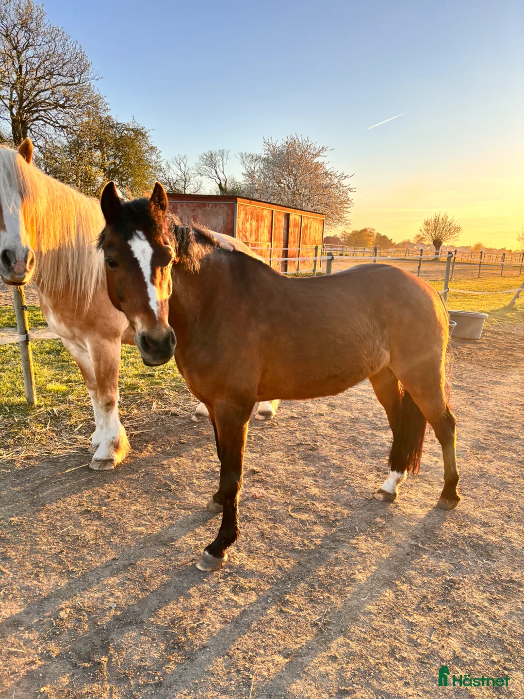 Allround hästar till salu: Elvis söker en ny bästa vän  i Trelleborg - Annons 2