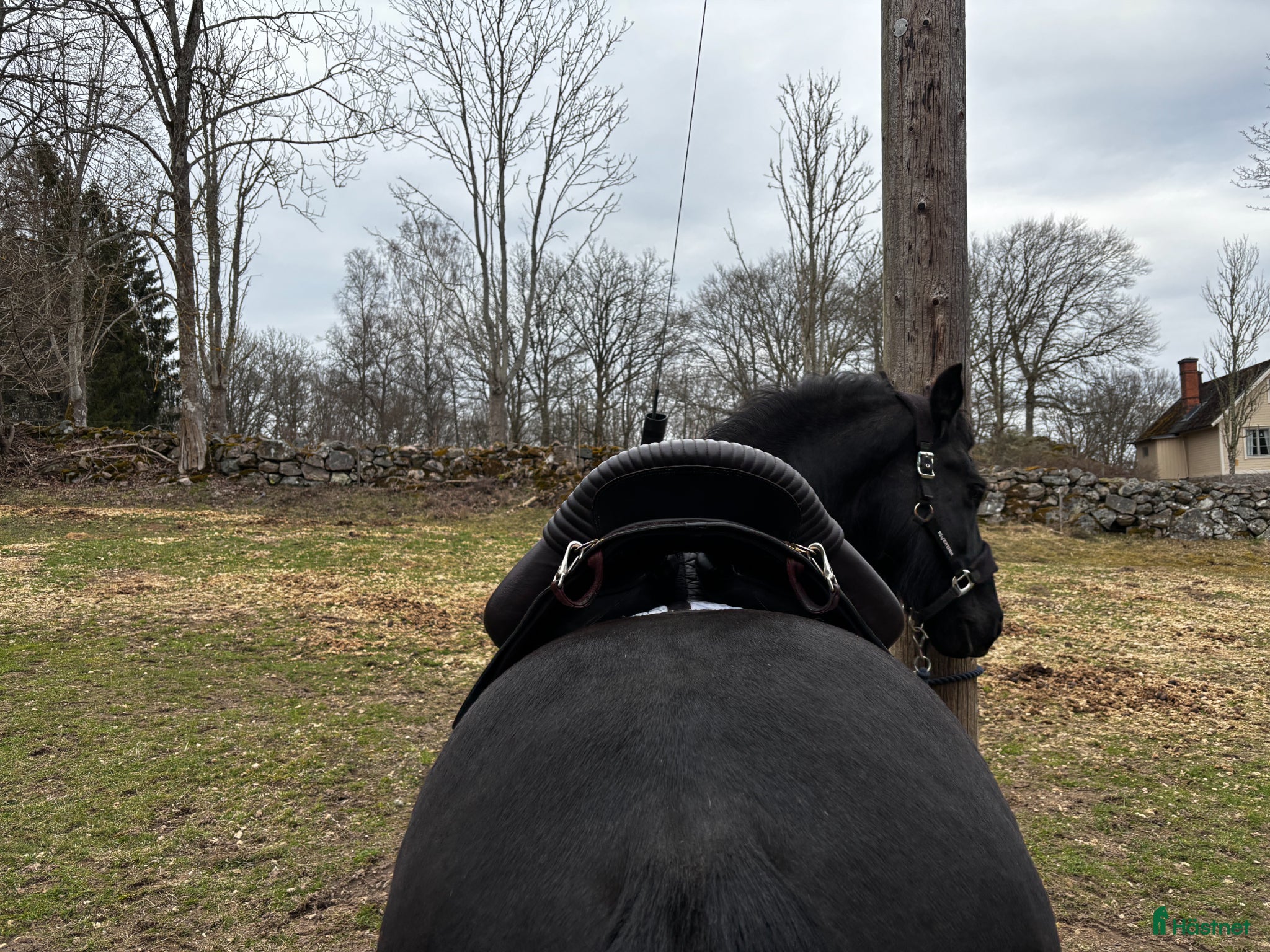 Sadlar hästutrustning Cool akademisk sadel  - Annons 2