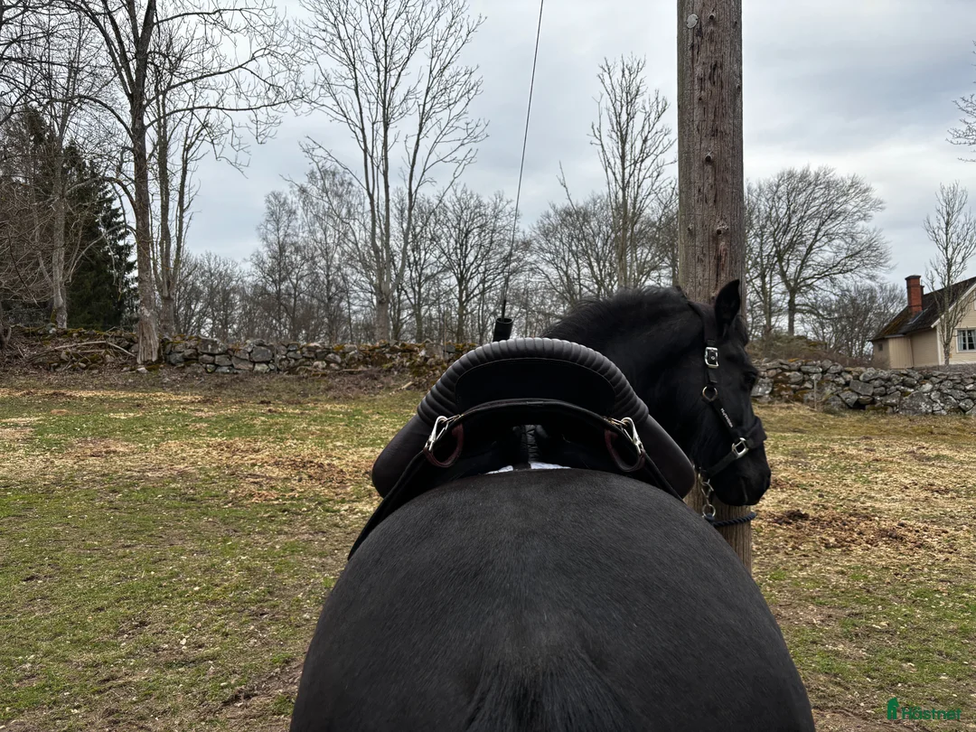 Sadlar hästutrustning till salu: Cool akademisk sadel  i Asarum - Annons 2