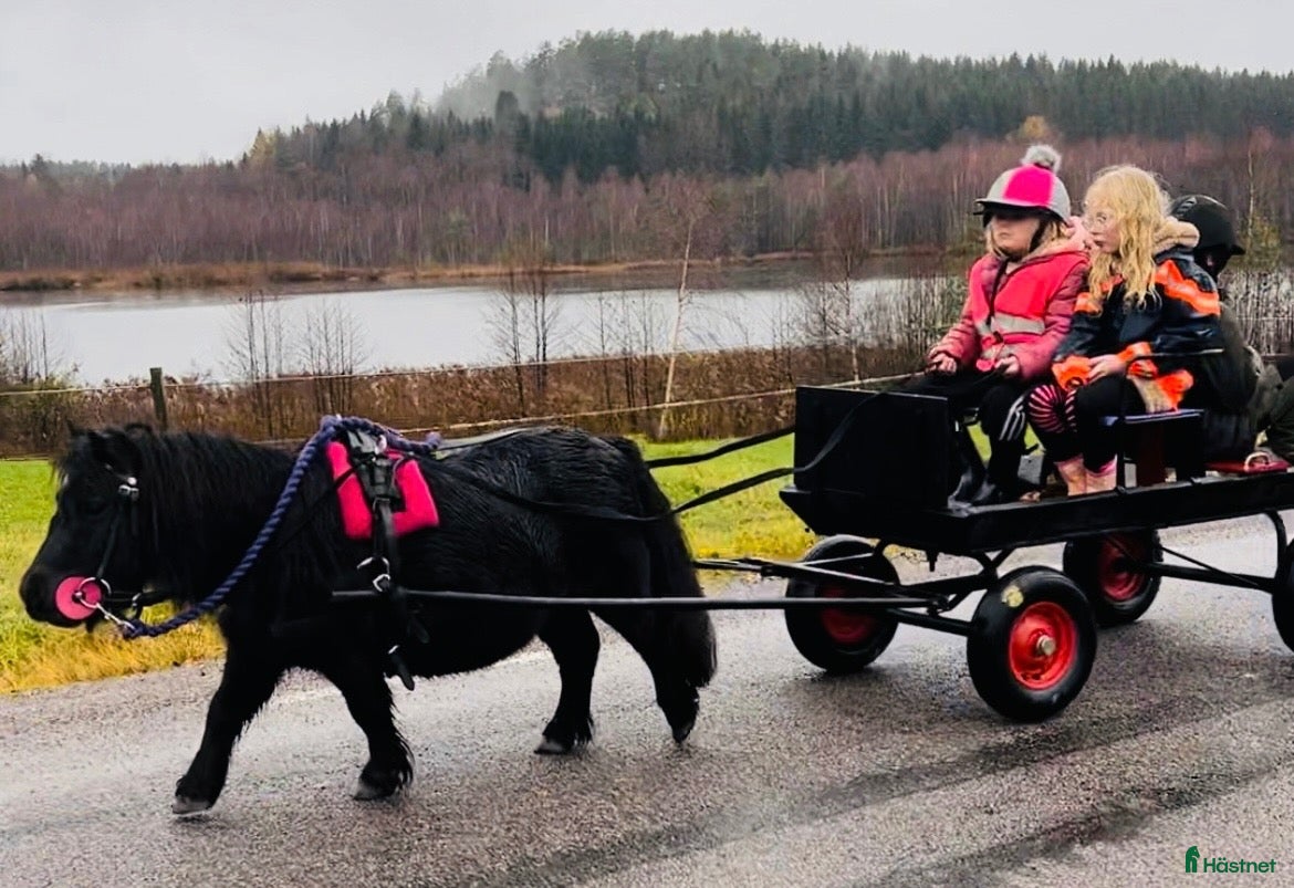  hästar till salu: Härlig Minishettis - Annons 1