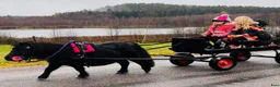 Allround hästar till salu: Härlig Minishettis - Annons 1