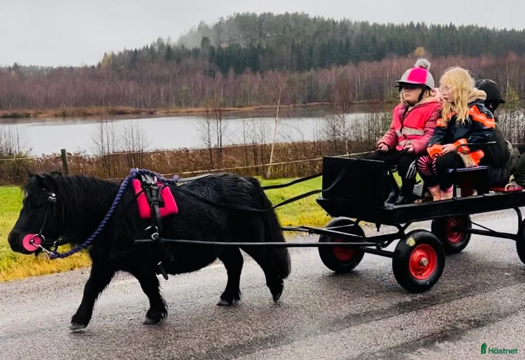 Allround hästar till salu: Härlig Minishettis - Annons 1