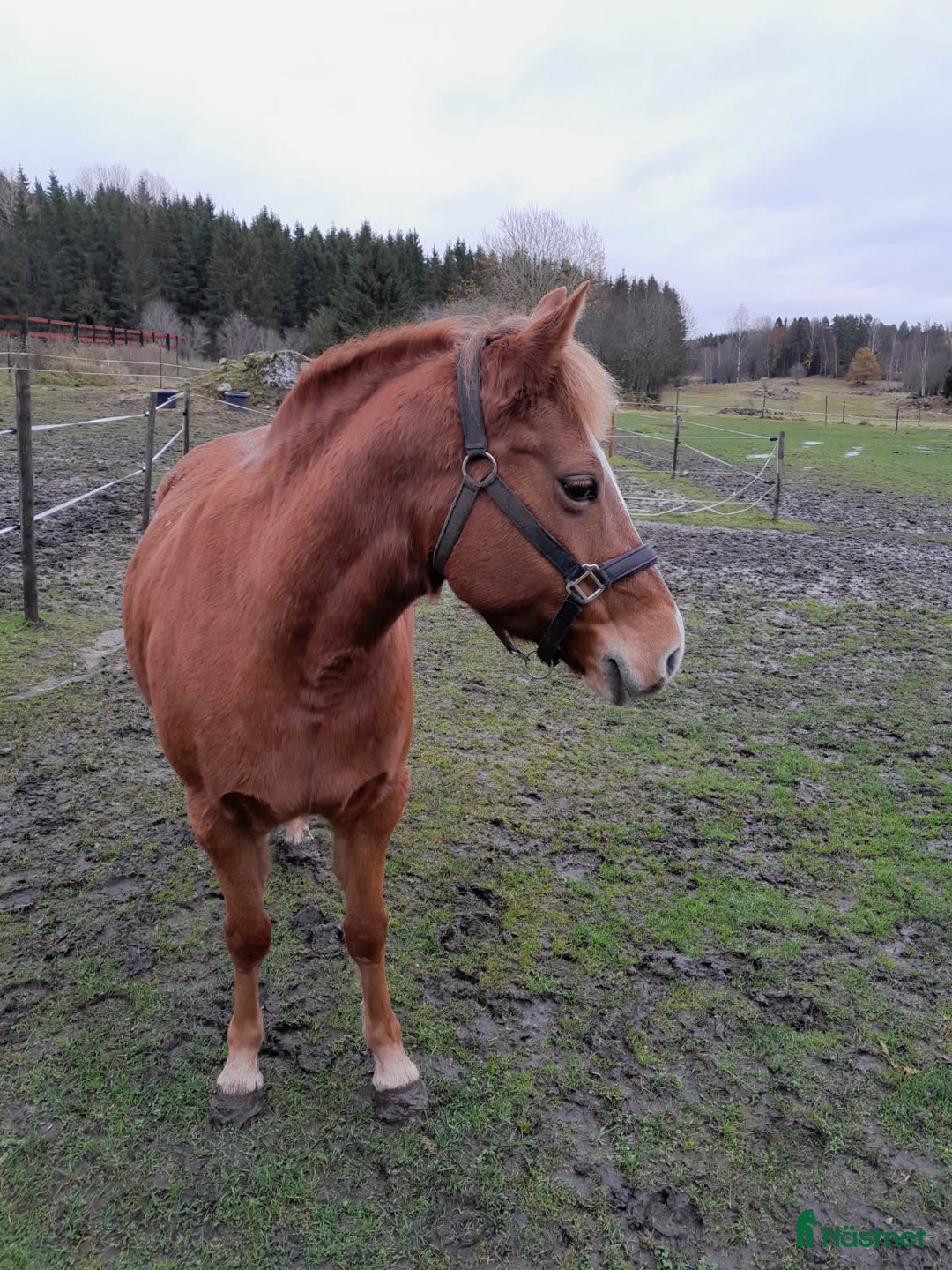 Allround hästar till salu: Mysiga Bella till salu  i Högsjö - Annons 3