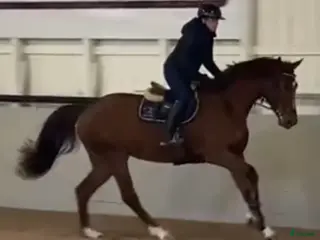 foderhäst Unghästutbildare finnes - Annons 11