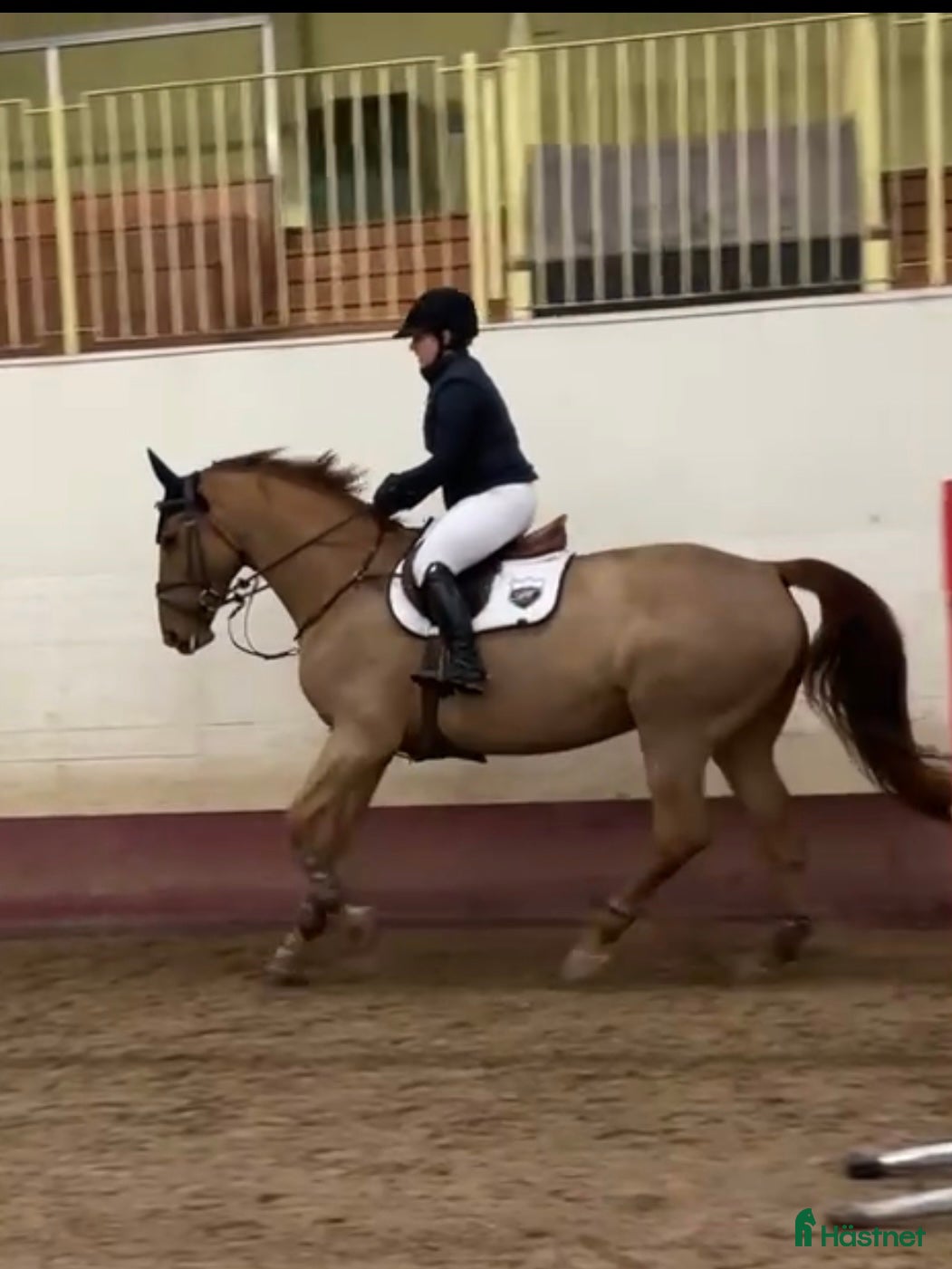  hästservice Utbildning hopphäst  - Annons 1