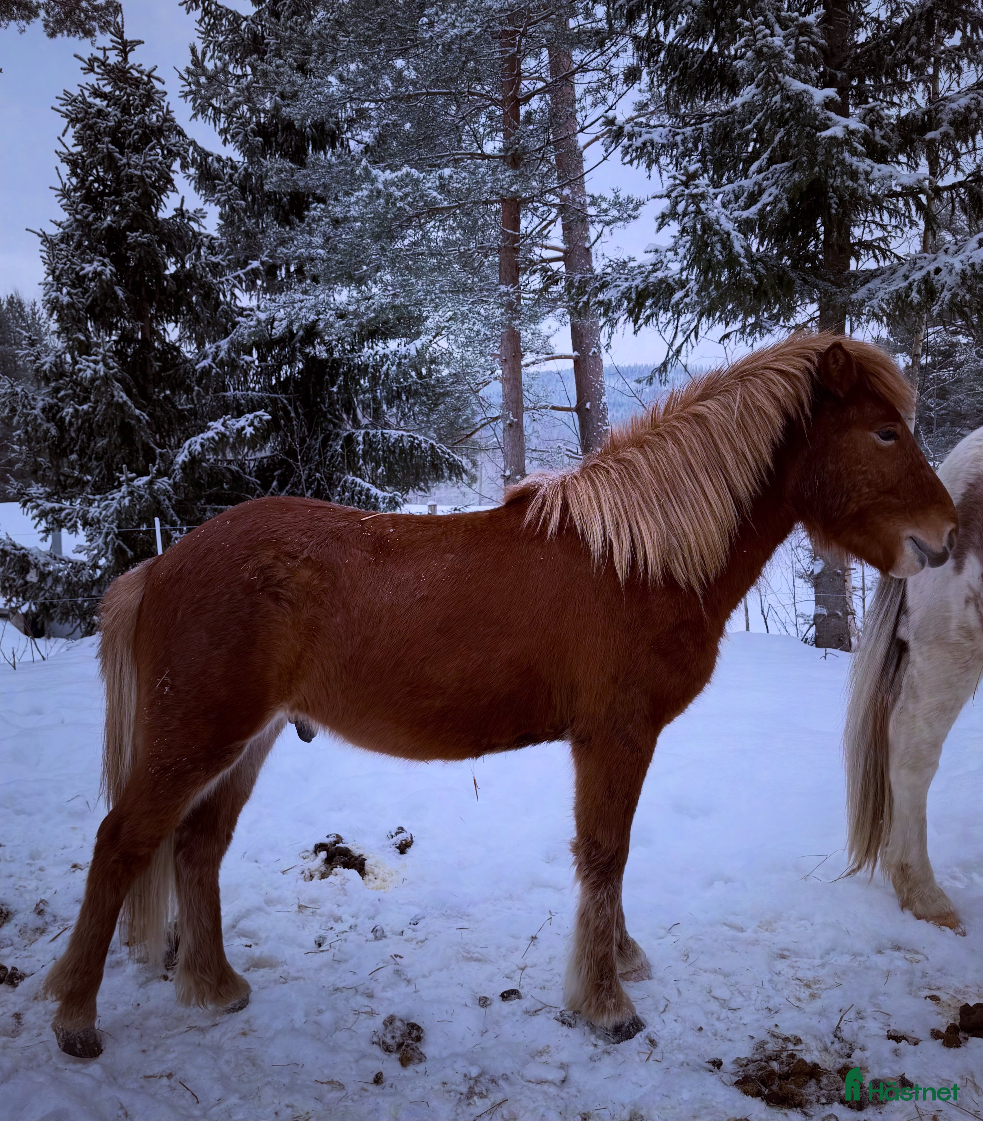  hästar Kille för framtiden  - Annons 1