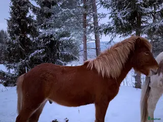 hästar Kille för framtiden - Annons 1