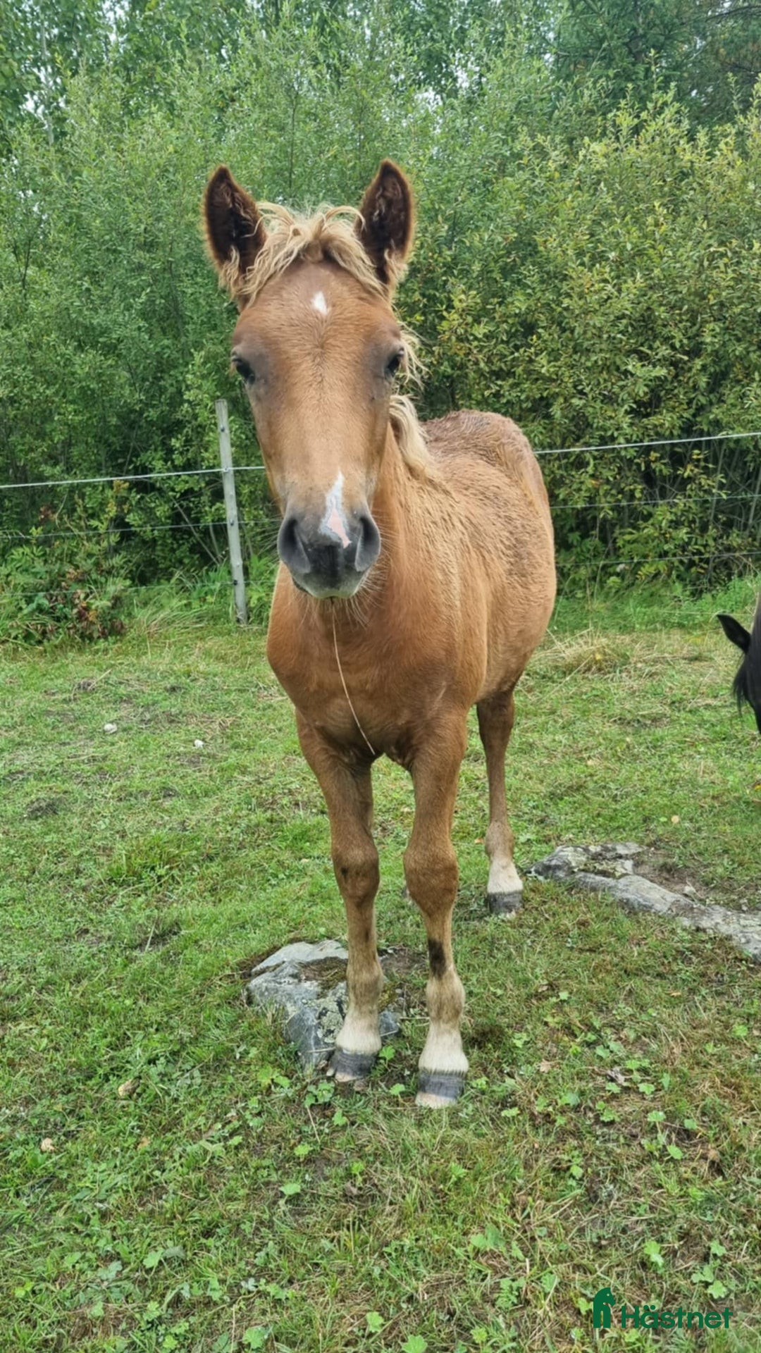 Allround hästar till salu: Islandshäst noriker  i Frövi - Annons 1