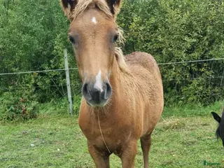 hästar Islandshäst noriker i Frövi - Annons 4