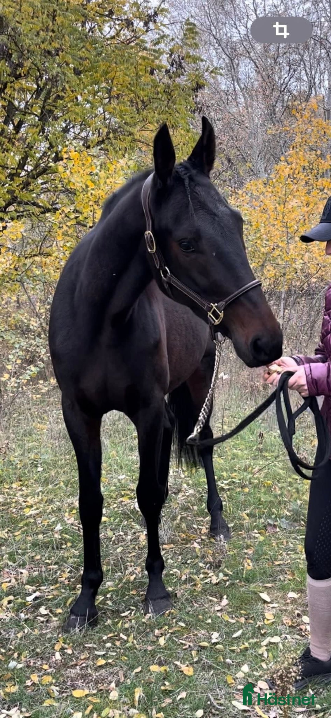 Trav hästar till salu: URGENTLY For sale against bid or leasing i Malmö - Annons 4