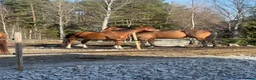  stallplats finnes: Ledigt i litet privatstall  - Annons 6