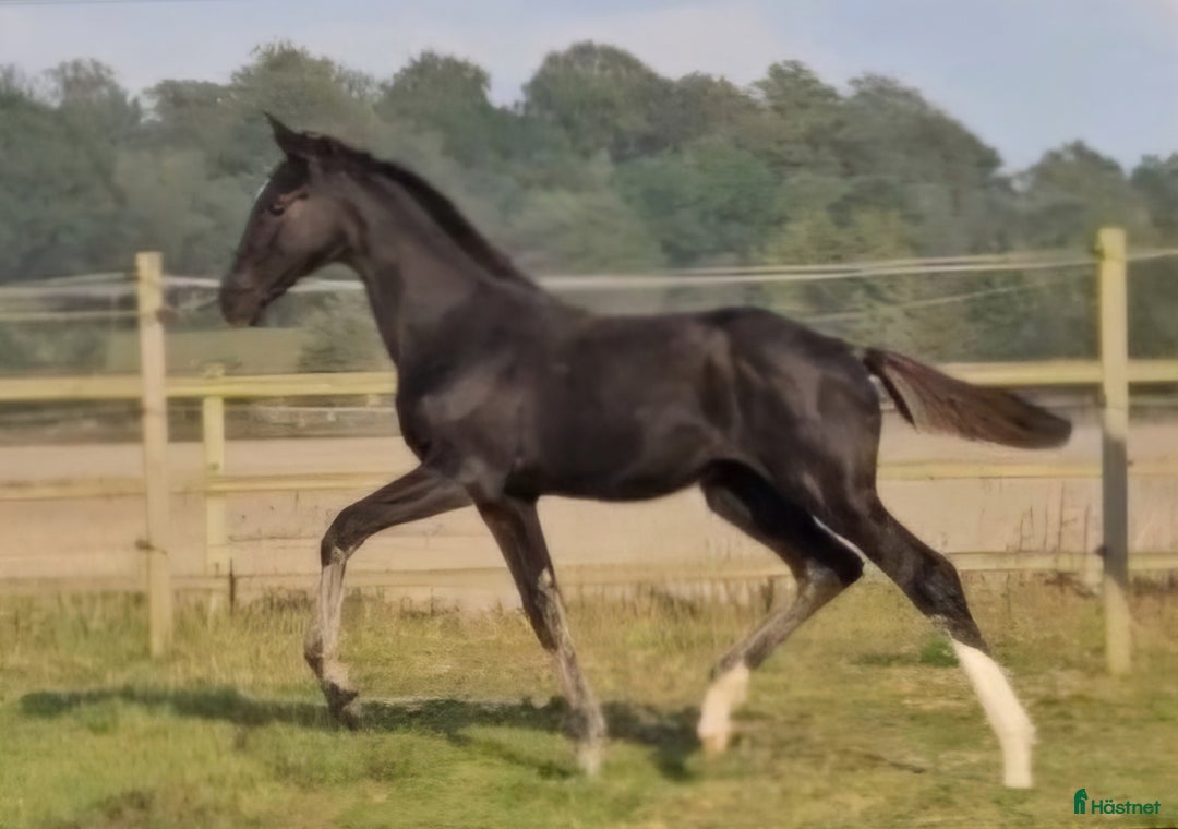 Dressyr hästar till salu: Vacker svart 1 årig hingst med härlig utstrålning  i Hallaröd - Bild 1