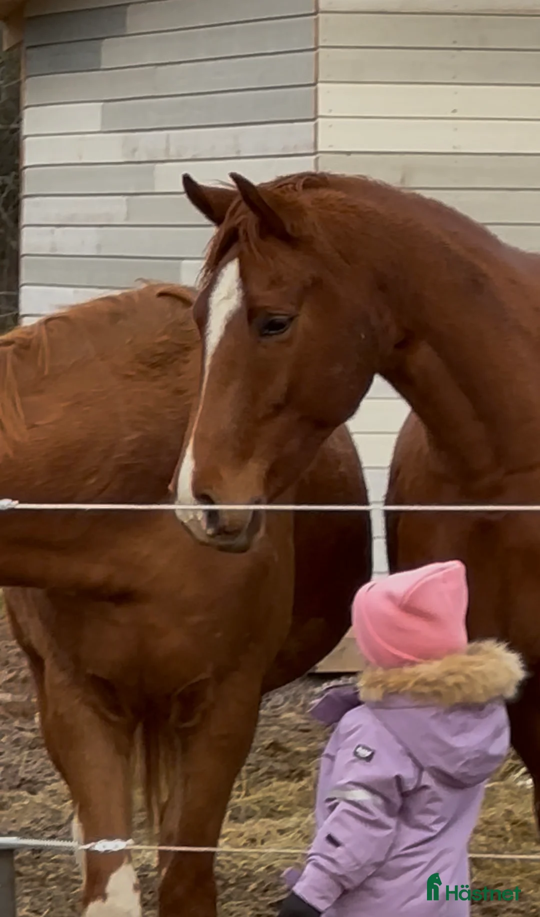 Dressyr hästar till salu: Framtids stjärna i Vetlanda - Annons 2